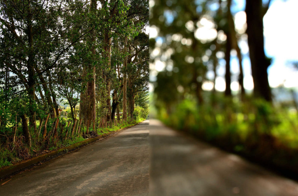 A view of a road lined with trees comparing clear versus blurry vision